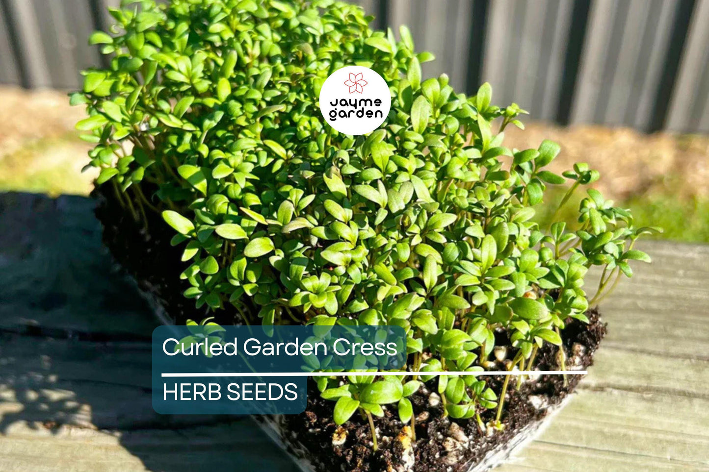 5000 Curled Garden Cress Seeds – Heirloom, Non-GMO, Fast-Growing Herb | USA Seller