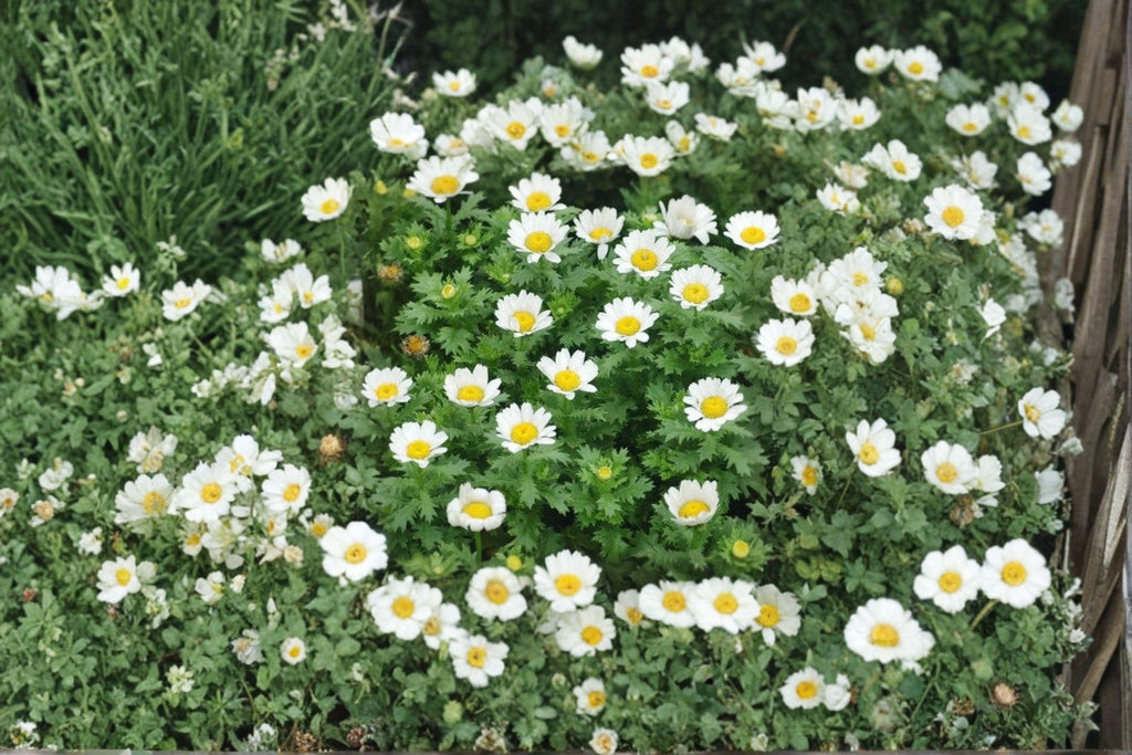 Creeping Daisy Seeds – Chrysanthemum paludosum, Low Growing White Annual Flowers (100 Seeds)