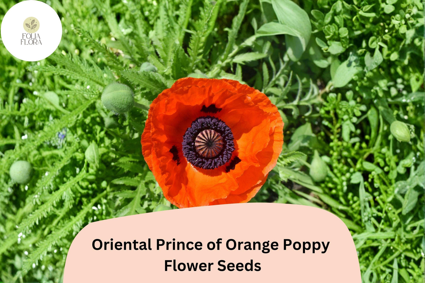 200+ Oriental Prince of Orange Poppy Seeds for Garden – Vibrant Orange Blooms, Easy to Grow Perennial Flowers