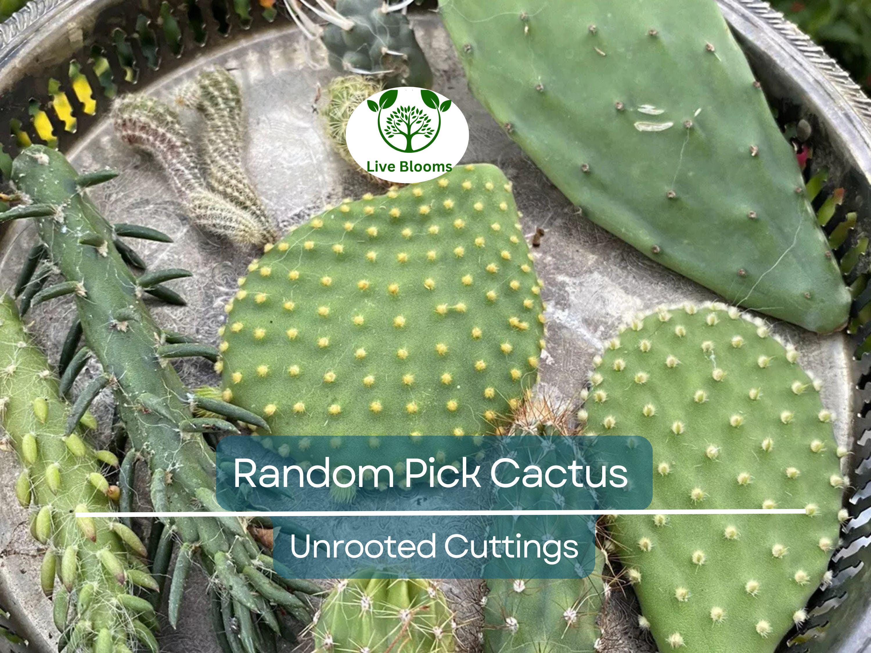 Lot of 10 Varieties Random Pick Cactus Unrooted Cuttings Bundle - Assorted Succulent Cuttings, Perfect for Propagation & Collection