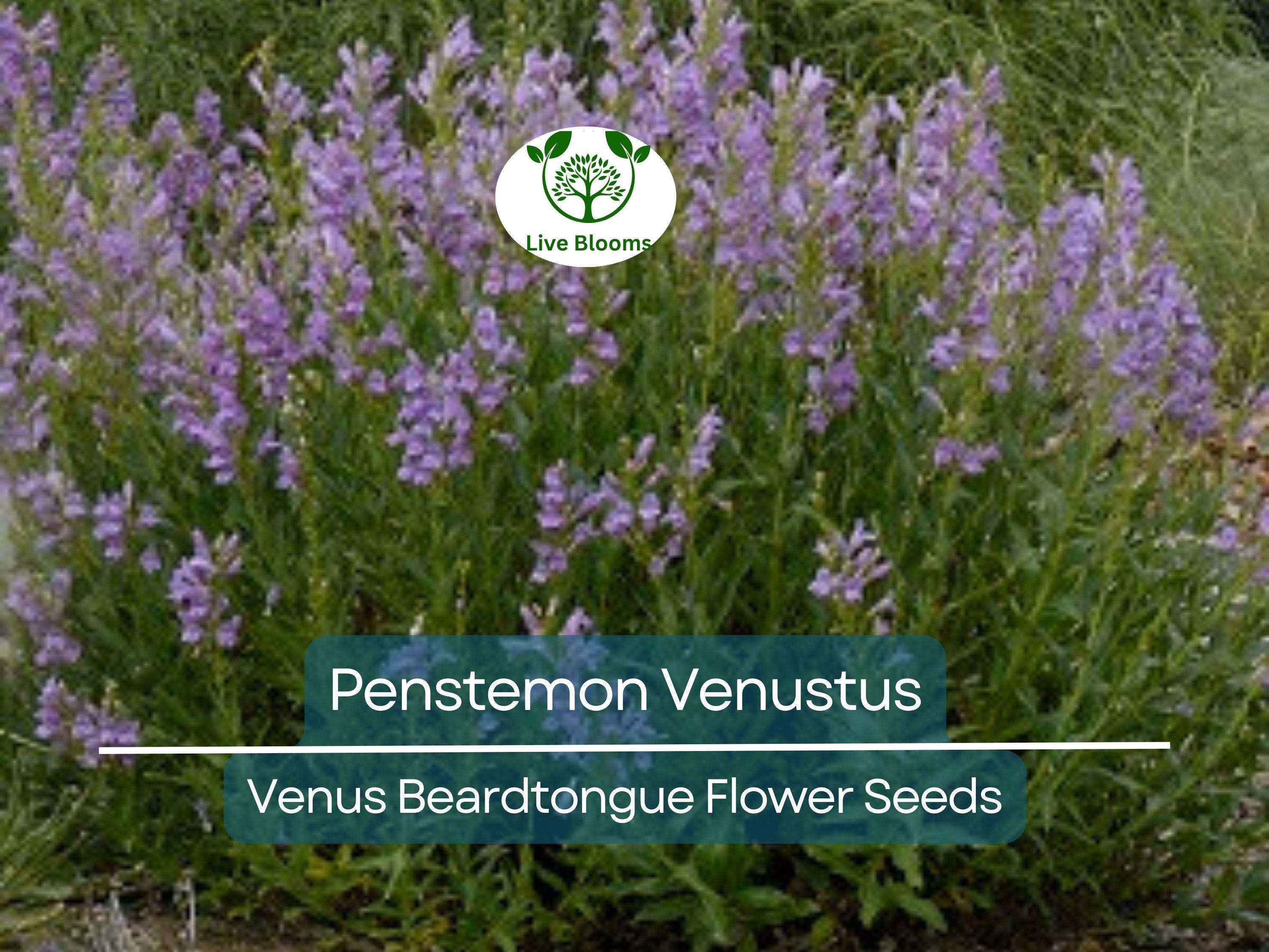 100 mg Seeds Penstemon Venustus (Venus Beardtongue) for Planting | Drought-Tolerant Native Wildflower for Pollinator-Friendly Gardens