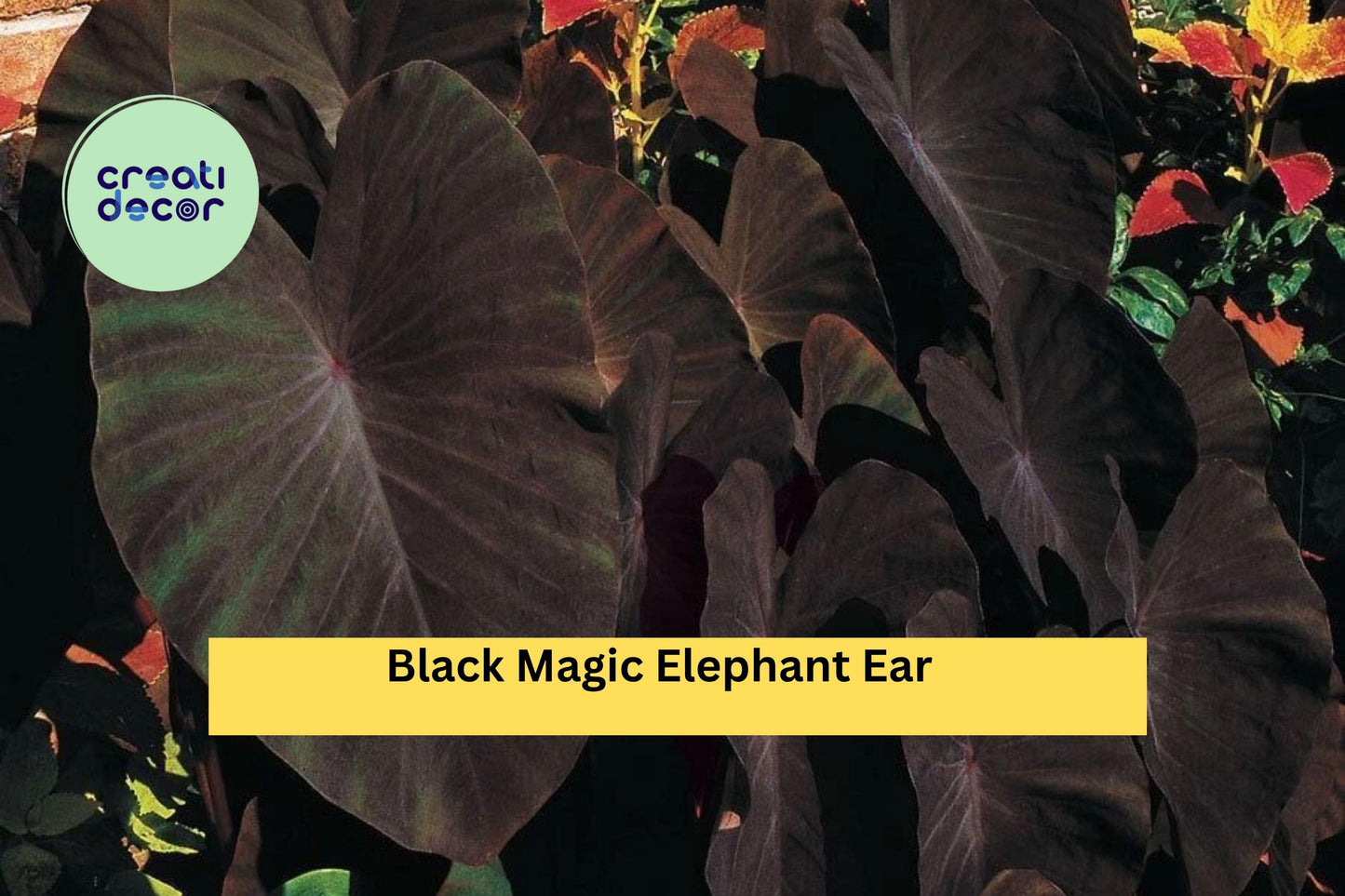 Black Magic Elephant Ear – Colocasia esculenta – Live Small Rooted Starter Plant, Tropical Foliage for Garden & Patio