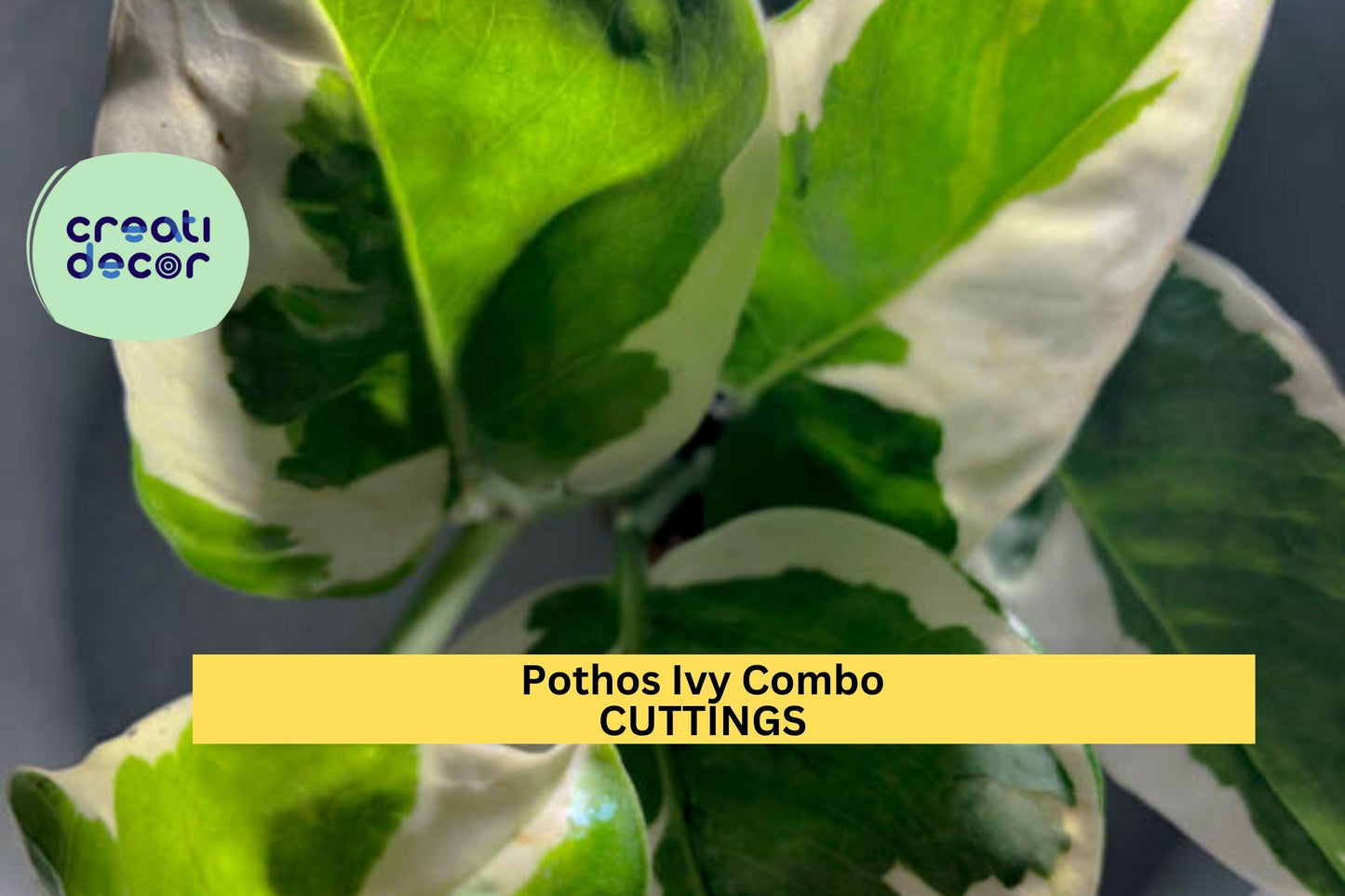 6 Pothos & Philodendron Cuttings | 2 Marble Queen, 2 Brasil, 2 N'Joy | Easy Indoor Vining Plants | Rooting Starter Pack