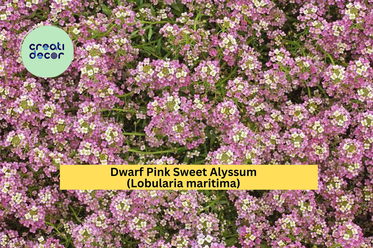 Dwarf Pink Sweet Alyssum Seeds Lobularia maritima 100 Count Low Growing Fragrant Flower Garden Border Plant