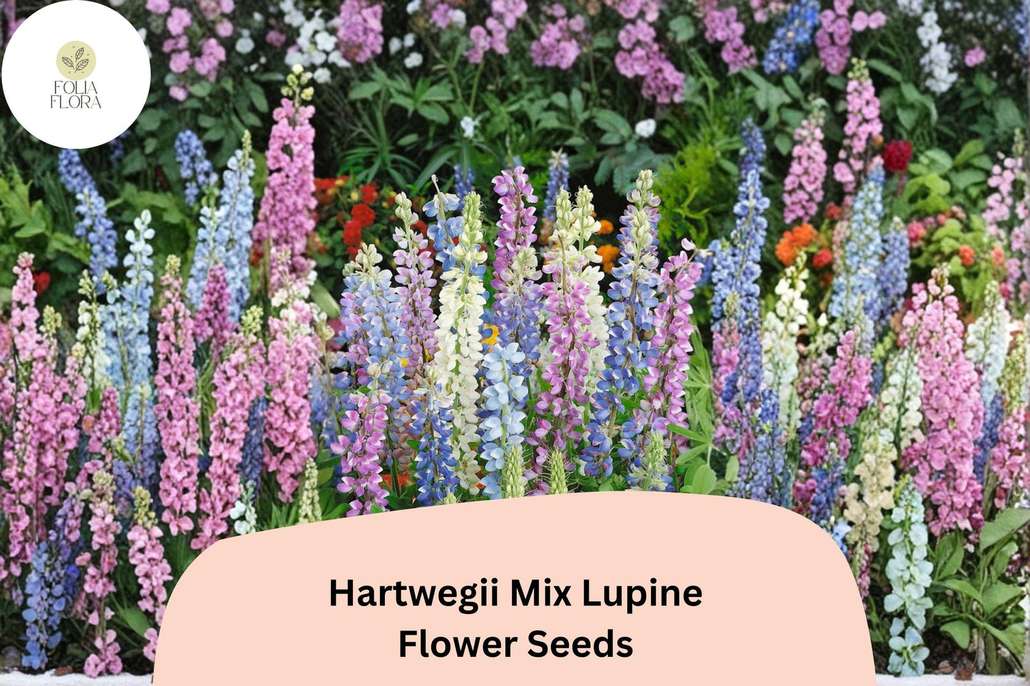 25+ Hartwegii Mix Lupine Seeds | Lupinus hartwegii | Colorful Annual for Garden Planting