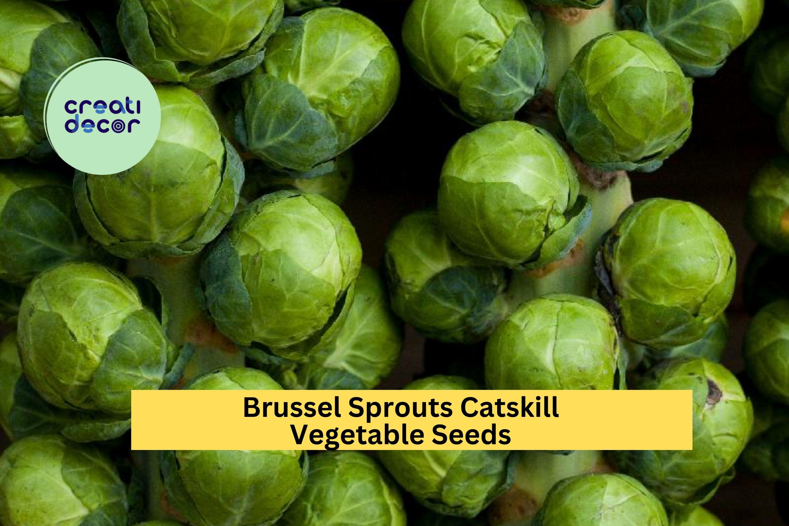 3pcs x 1g Brussels Sprouts Catskill Seeds – Heirloom Variety for Garden Beds, Raised Rows, or Container Growing Seeds for Planting
