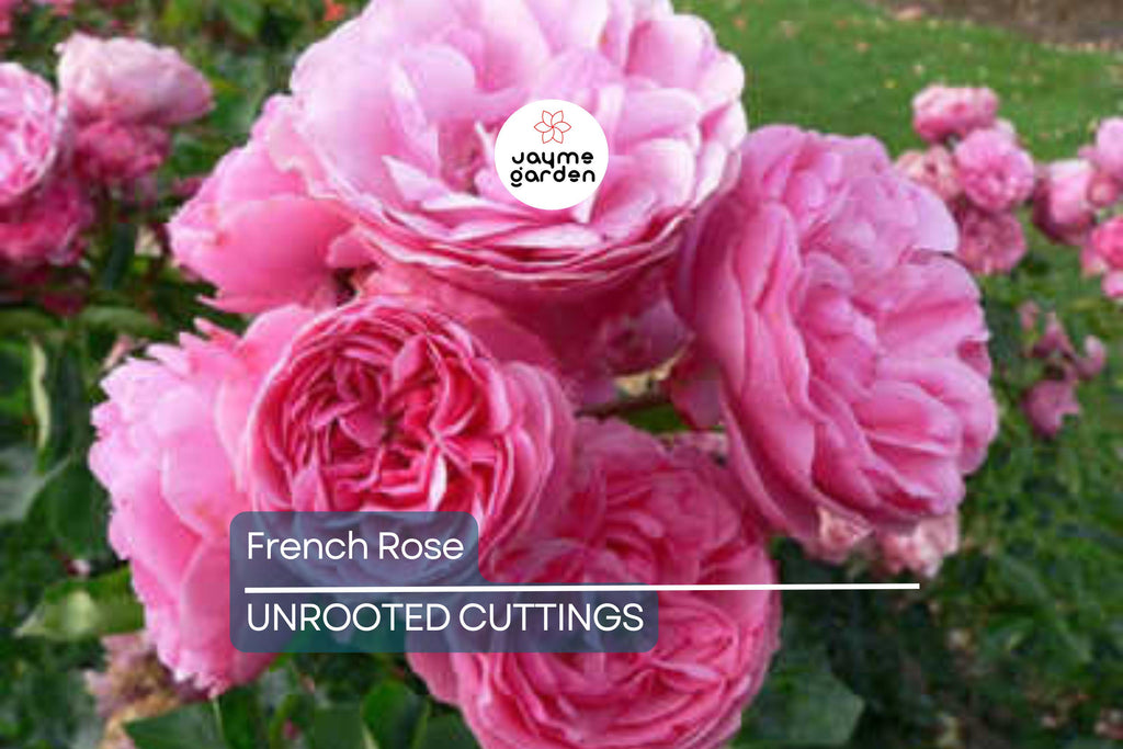 French Rose Cuttings (4) – Climbing Rose for Fences, Arches & Entryways, Elegant Victorian Garden Decor
