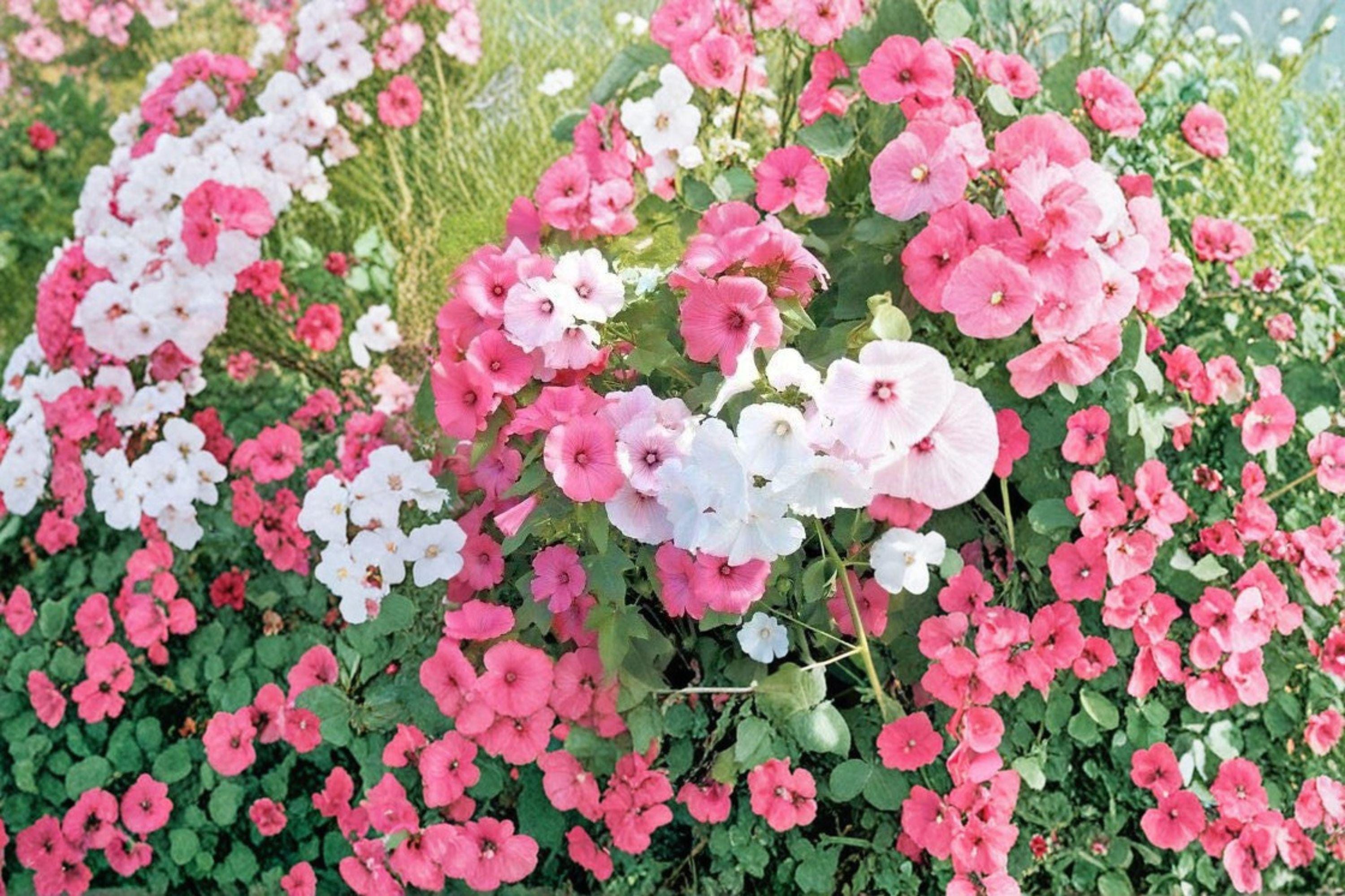 Rose Mallow – Dwarf Mix 40 Seeds | Compact Hardy Hibiscus | Mixed Bloom Colors | Pollinator-Friendly Perennial
