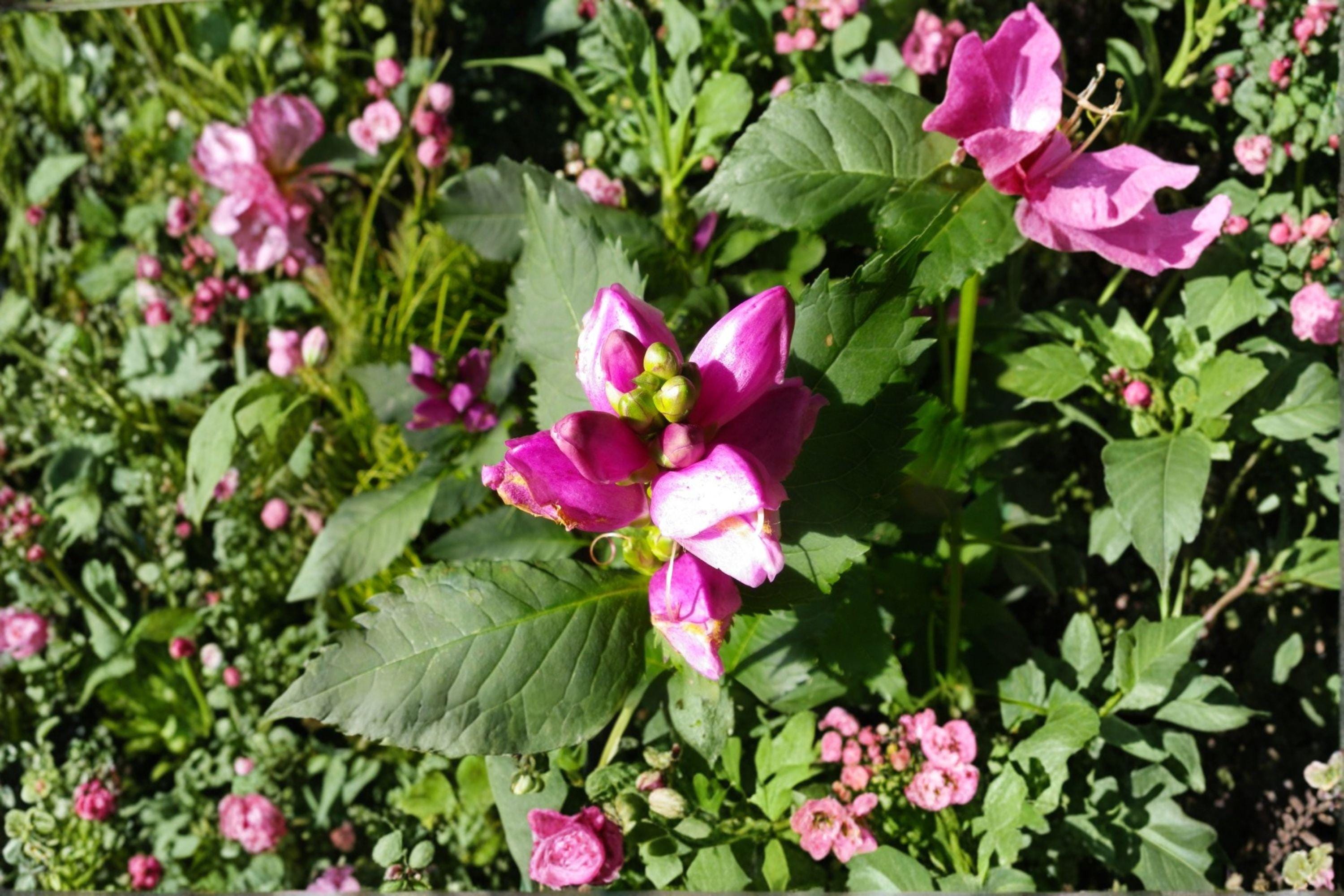 Red Turtlehead – Chelone obliqua | 50 Seeds | Rose Pink Native Flower | Shade & Moist Garden Plant
