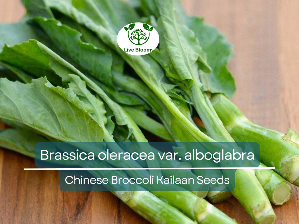 150 Seeds Chinese Broccoli Kailaan - Brassica oleracea var. alboglabra | Open Pollinated Seeds for Planting & Culinary Use