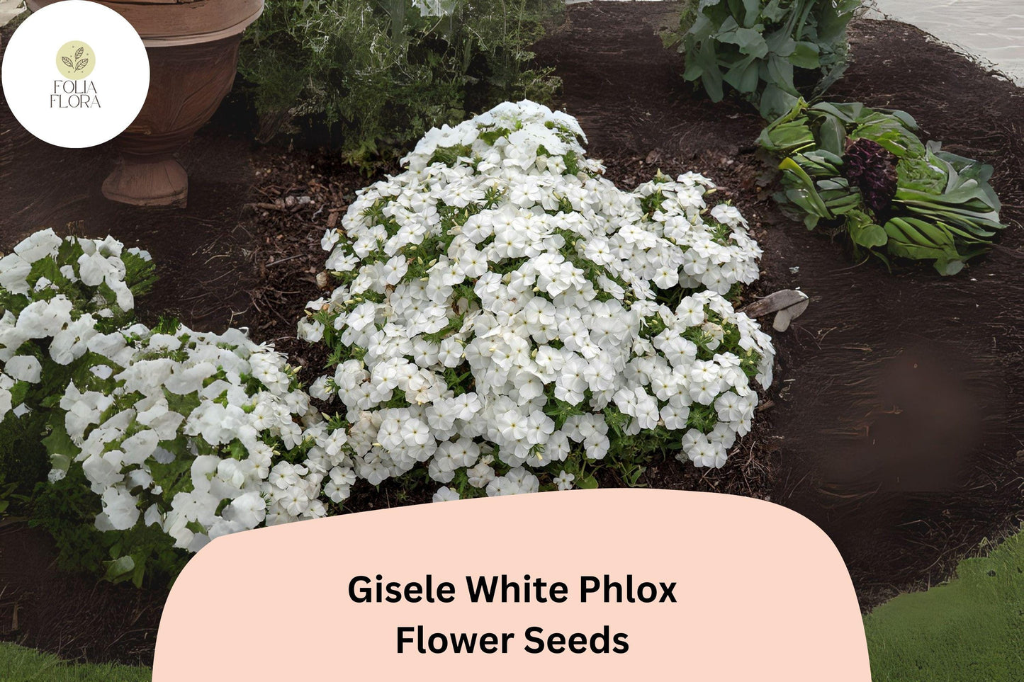 100+ Gisele White Phlox Seeds – Annual Garden Flowers, Phlox drummondii