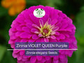 100 Zinnia 'Violet Queen' Seeds – Purple Zinnia elegans – Attracts Butterflies, Hummingbirds, Songbirds – Non-GMO, Annual Blooms