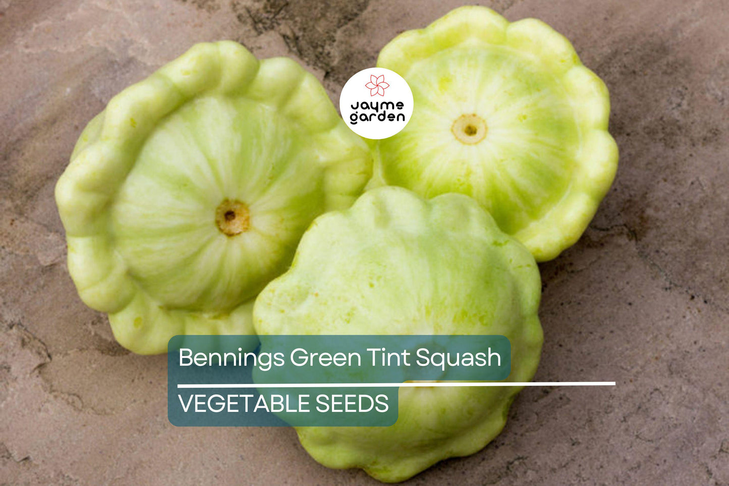 30 Benning’s Green Tint Squash Seeds – Heirloom, Non-GMO, High-Yield Patty Pan