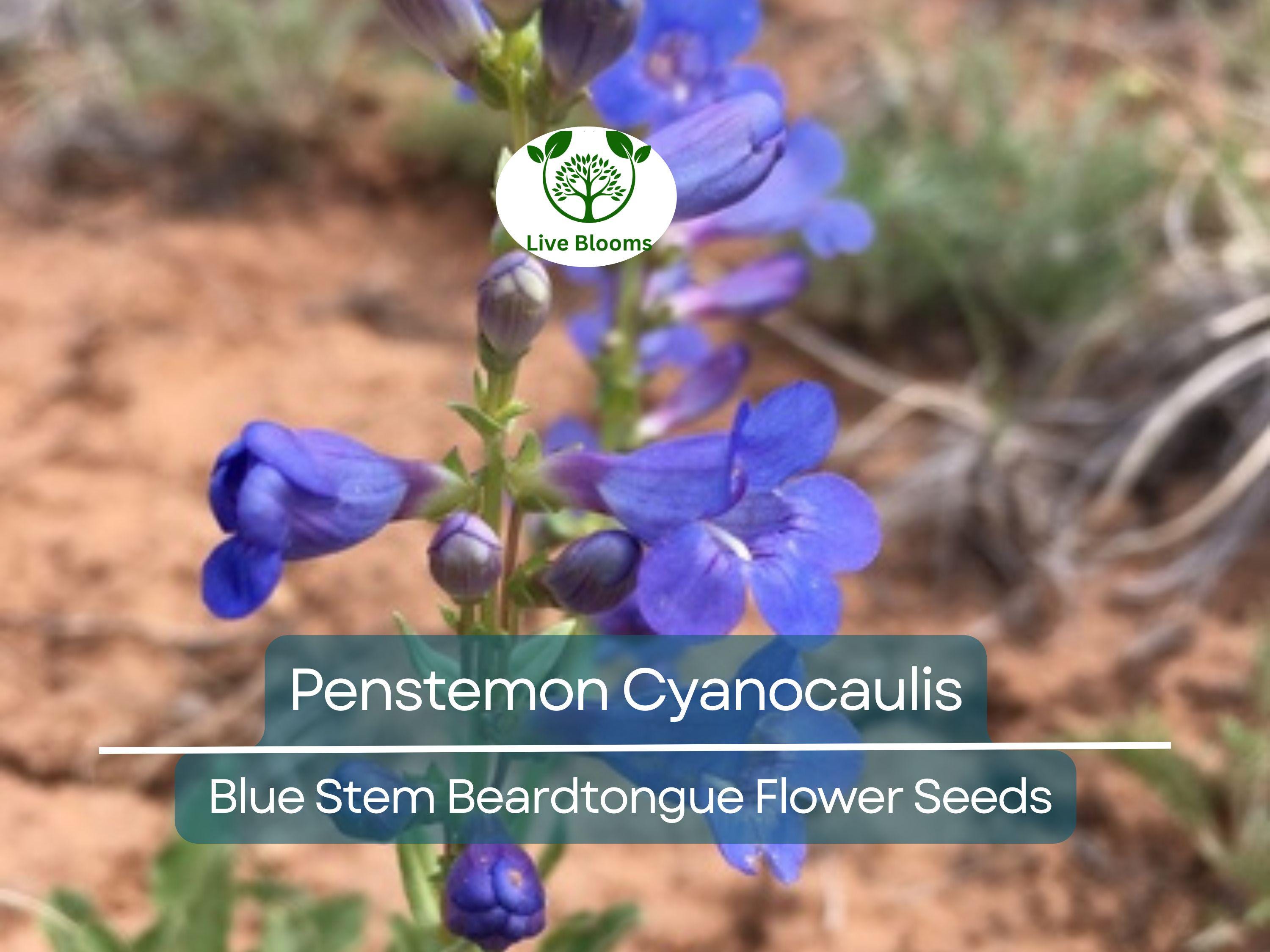 100 mg Seeds Penstemon Cyanocaulis (Blue Stem Beardtongue) for Planting | Hardy Perennial Wildflower for Pollinator Gardens