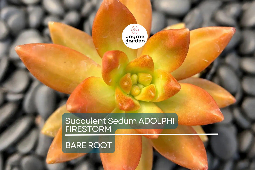 Sedum Adolphi Firestorm - 5 Live Cuttings, Yellow-Red Rosettes, Perfect for Succulent Gardens, USDA Zones 9-11