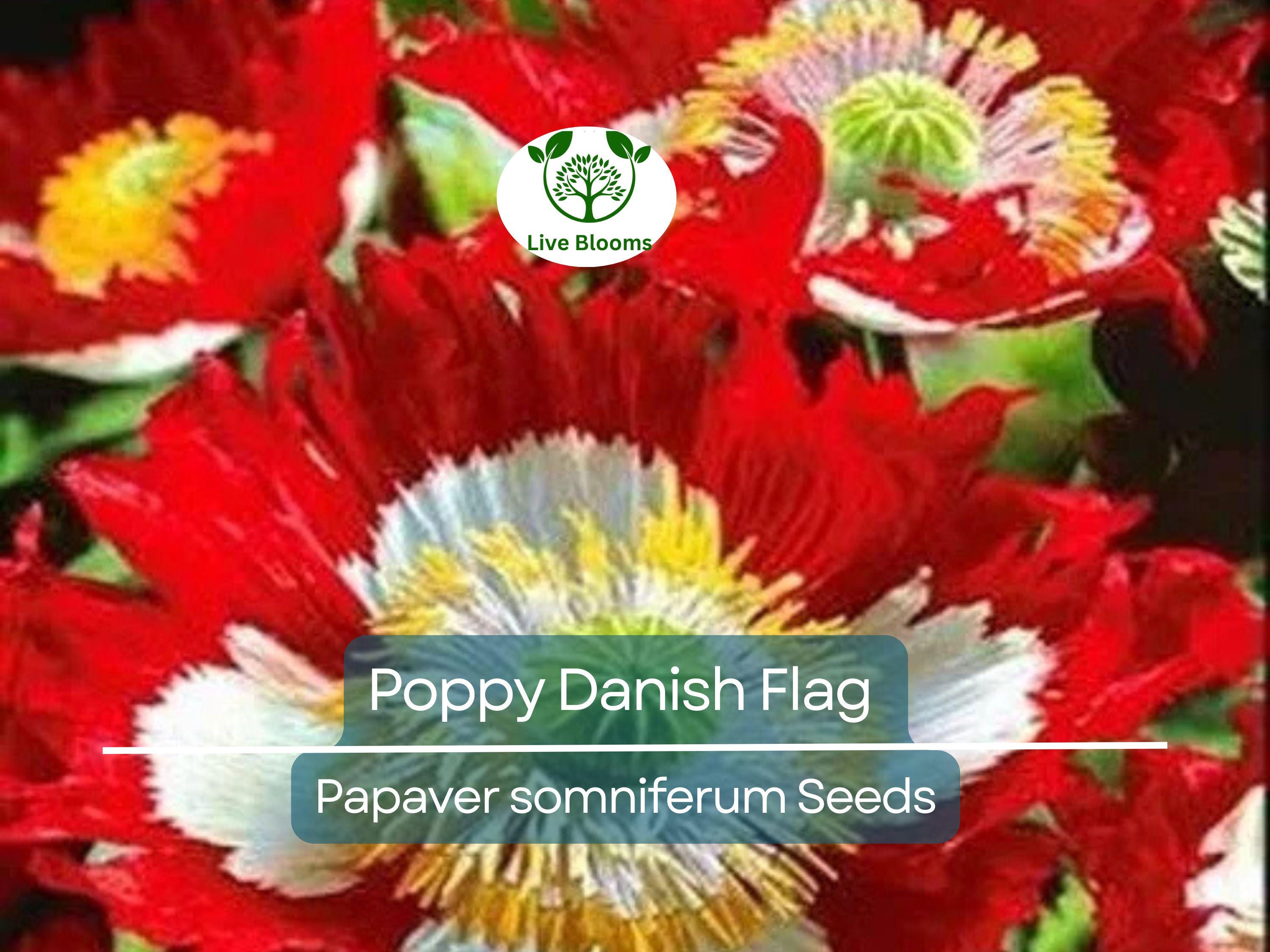 1000 Seeds Poppy Danish Flag, Red & White Cross Flowers, Huge Blooms, Pollinator-Friendly, Non-GMO, Stunning Garden Flowers for Borders