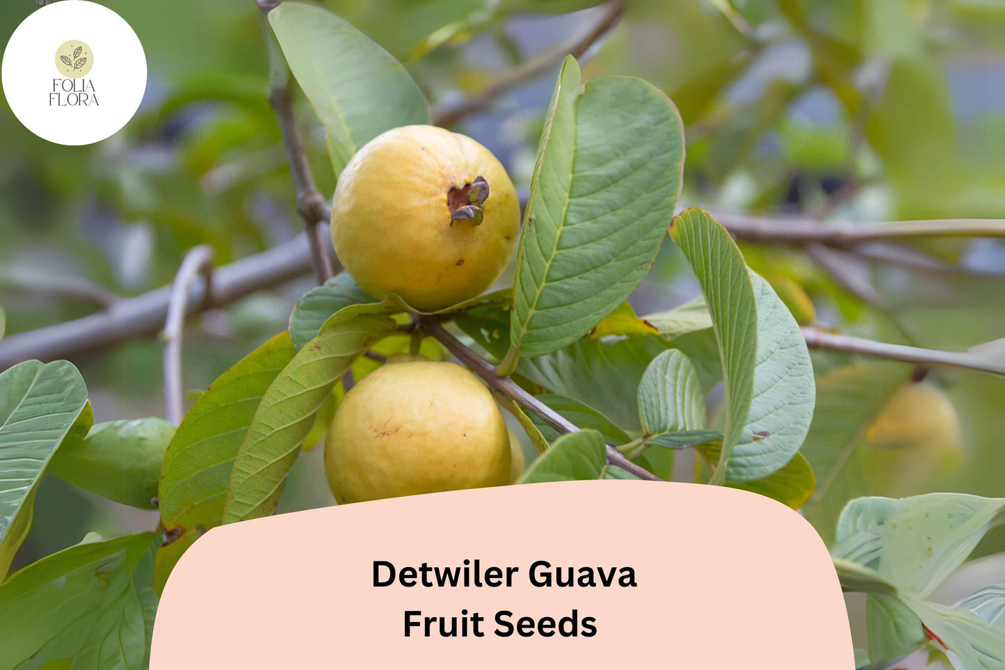 50+ Detwiler Guava Seeds – Grow Exotic Psidium guajava Fruit for Home & Garden Planting