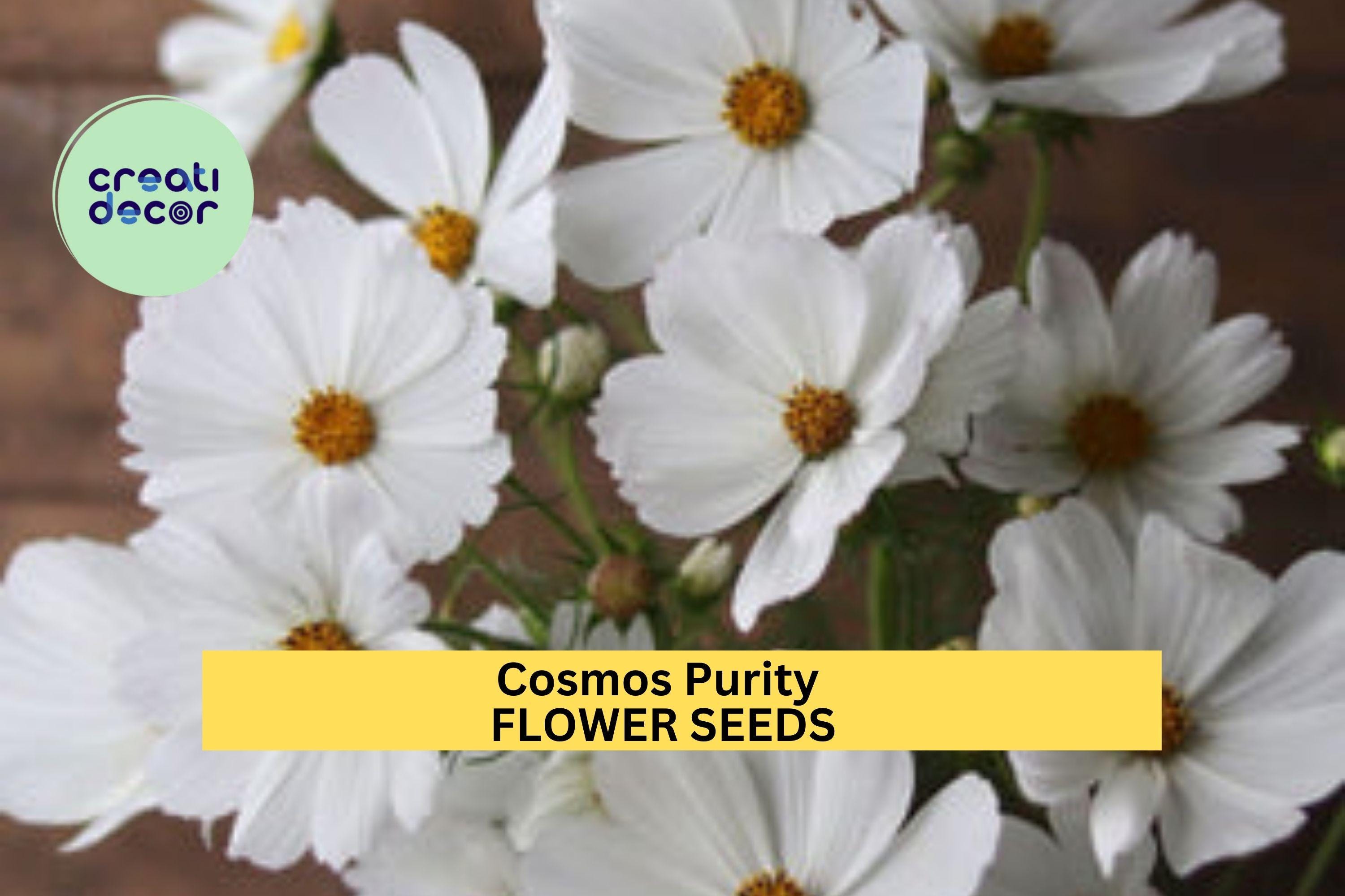 3pcs of 1g Cosmos Purity Seeds – White Cosmos for Cottage Gardens, Pollinator Beds, or Elegant Summer Flower Borders Seeds for Planting