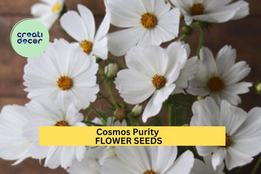 3pcs of 1g Cosmos Purity Seeds – White Cosmos for Cottage Gardens, Pollinator Beds, or Elegant Summer Flower Borders Seeds for Planting