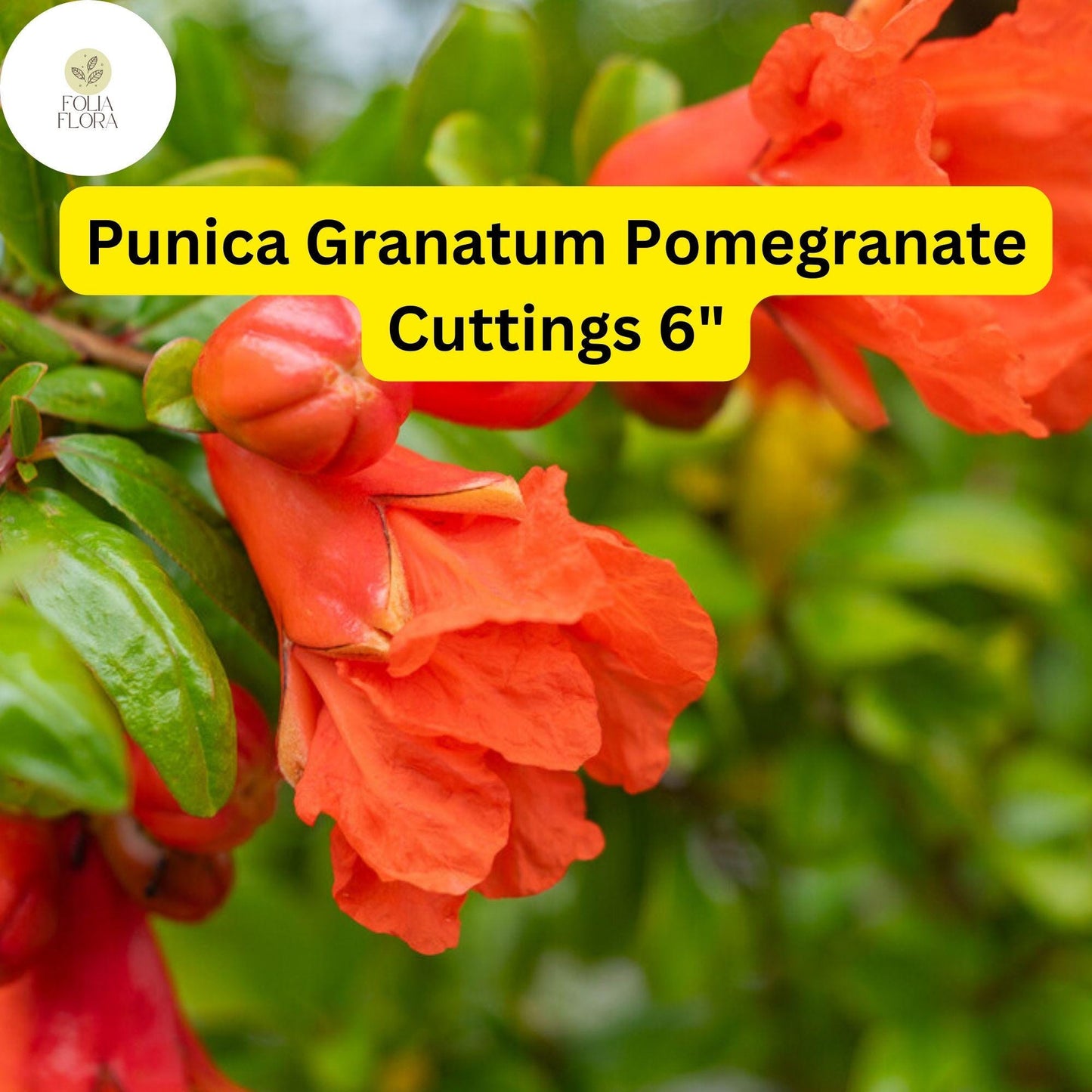 Punica Granatum Pomegranate | 7 Live 6” Fruit Tree Cuttings | Fast-Growing, Hardy, Sweet Red Fruits, Drought-Tolerant, Easy-Care