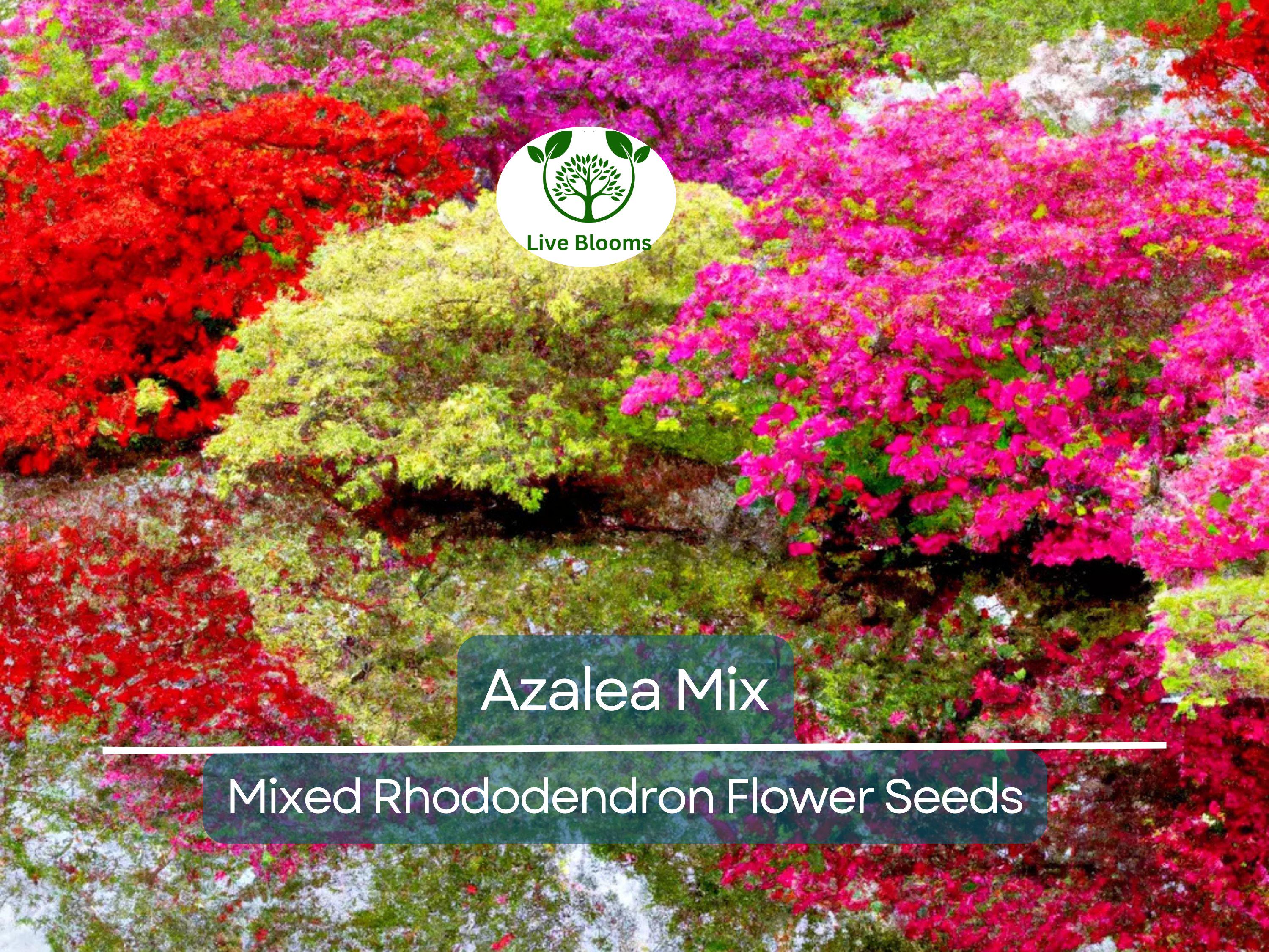 50 Azalea Seed Mix, Mixed Rhododendron Flower Colors, Colorful Shrub Bush, Hardy Perennial, for Gardens, Landscapes & Floral Arrangements