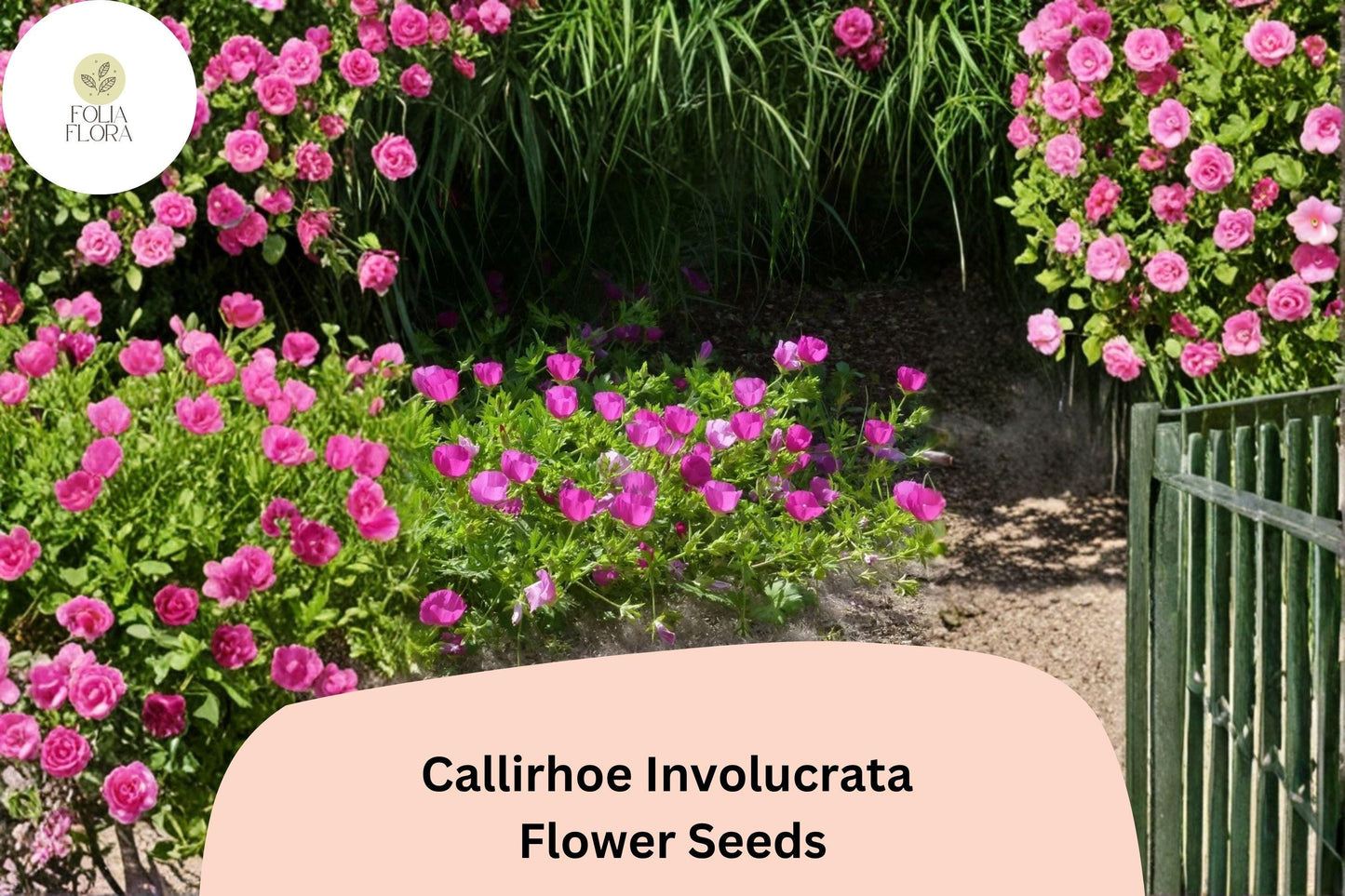 15 Callirhoe involucrata Seeds | Purple Poppy Mallow | Low-Growing Native Groundcover Wildflower