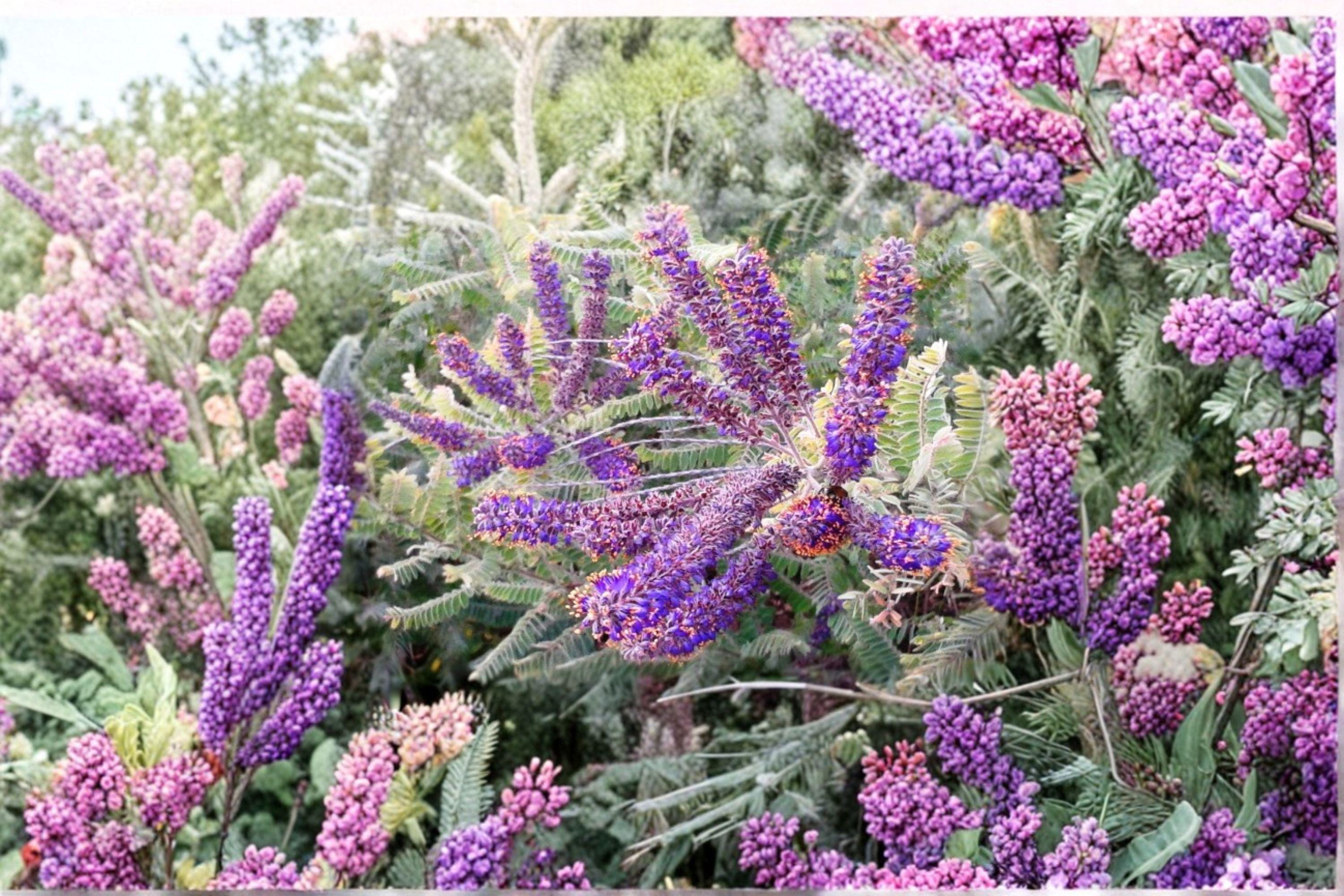 Amorpha canescens/Lead Plant – 50 Seeds | Native Prairie Shrub | Nitrogen-Fixing | Pollinator Powerhouse