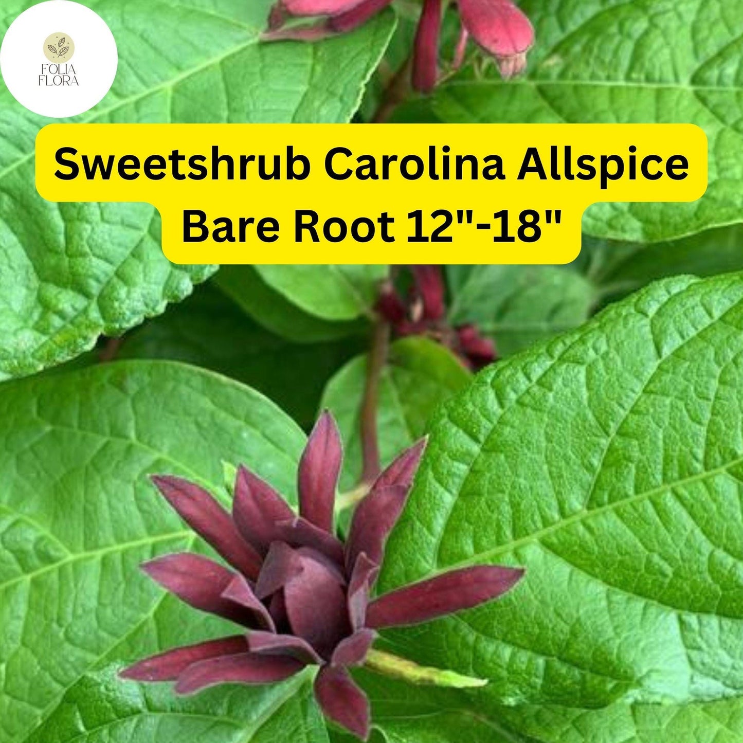 1 Sweetshrub (Calycanthus floridus) – Carolina Allspice Live Bare Root Plant 12"-18"