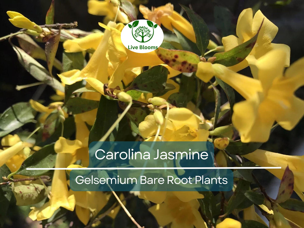 6 Carolina Jasmine Vines – Yellow Flowering Live Plants with Roots – Fast-Growing Climber – Fragrant Evergreen Starter Pack