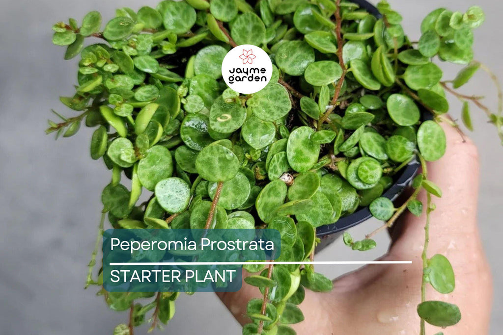 Peperomia Prostrata String of Turtles Starter Plant Prop Cup | Easy Care Live Plant | Terrarium or Houseplant | Gift for Plant Lovers