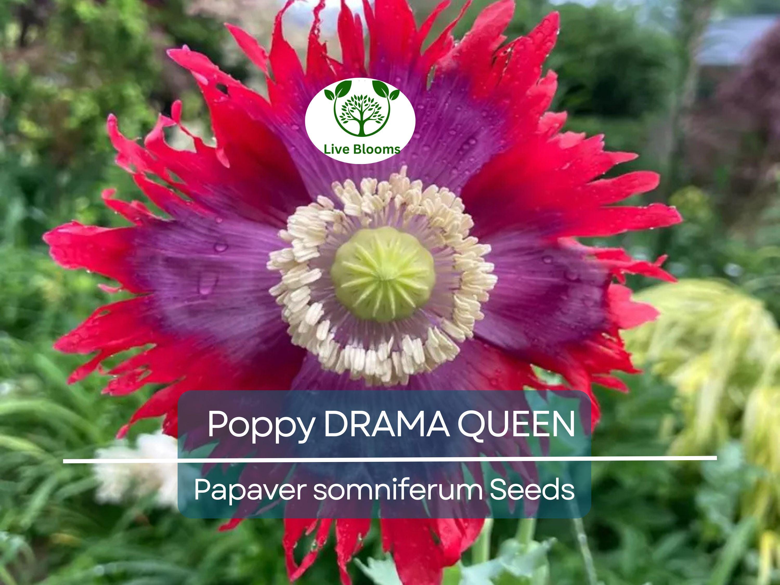 1000 Seeds Poppy DRAMA QUEEN Breadseed Red Purple Flowers, Frilled Edges, Non-GMO, Stunning Ornamental, Edible, Garden & Flower Bed Plant