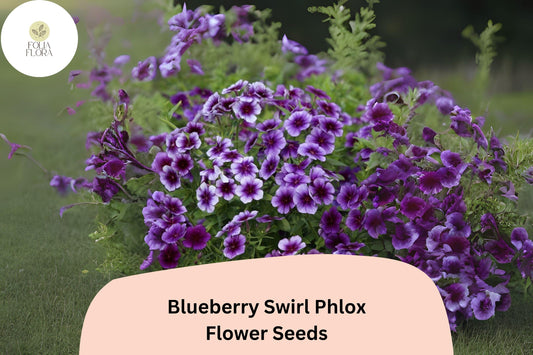 100+ Blueberry Swirl Phlox Seeds for Planting | Phlox drummondii Annual Flower Seeds | Purple & White Blooms for Garden Beds