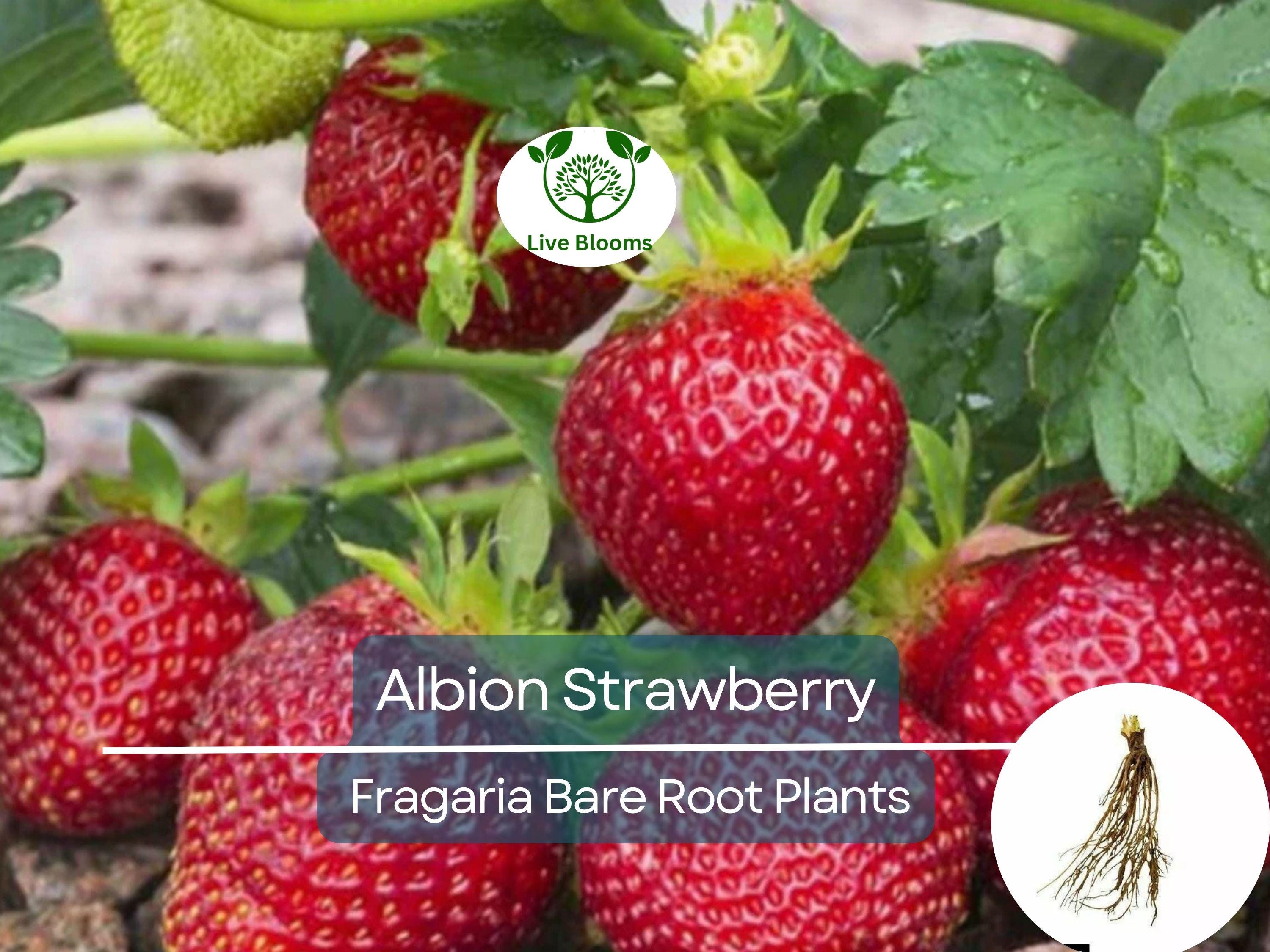 10 Albion Strawberry Bare Root Plants - Day Neutral, Sweet Large Fruit, Fragaria × ananassa, Non-GMO, Long Season Yield