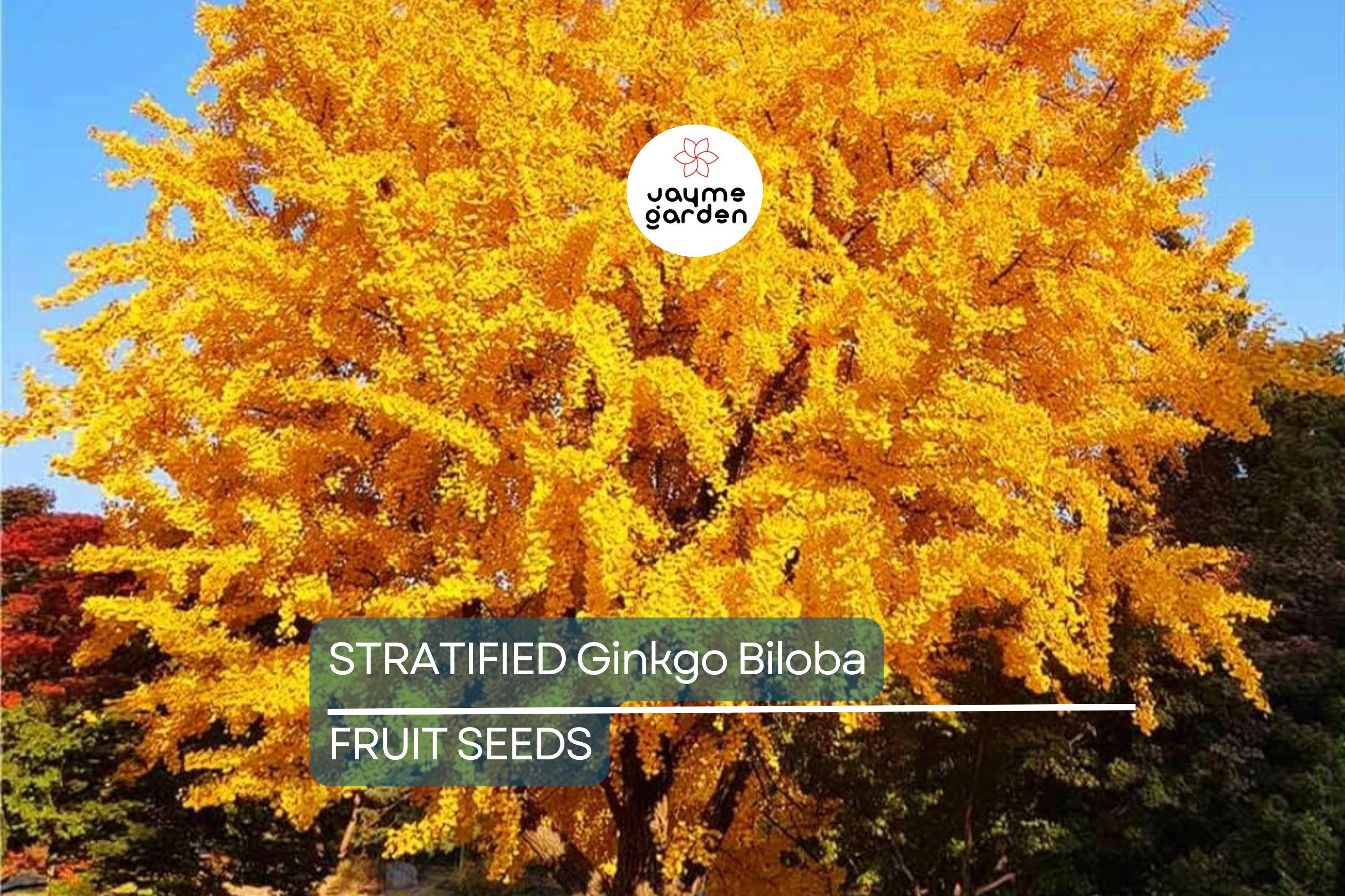 5 Stratified Ginkgo Biloba Tree Seeds (Maidenhair) – Hardy, Yellow Fall Foliage, Rare Bonsai