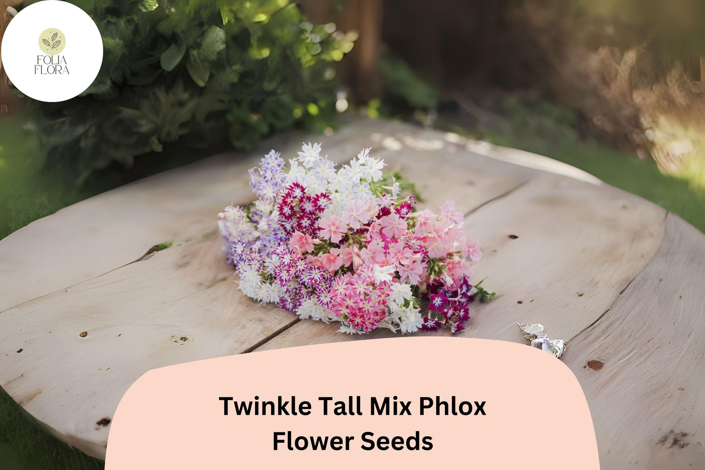 100+ Twinkle Tall Mix Phlox Seeds – Colorful Star-Shaped Blooms, Annual Garden Flowers