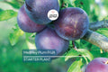 Methley Plum Fruit Tree Bare-Root Starter Plant, 3–4 ft Tall, Self-Pollinating, Early June Harvest Prunus salicina