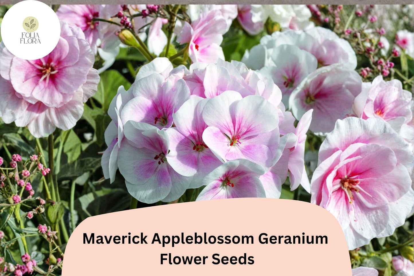 25+ Maverick Appleblossom Geranium Seeds for Garden Planting – Pink & White Flowers, Hardy Perennial