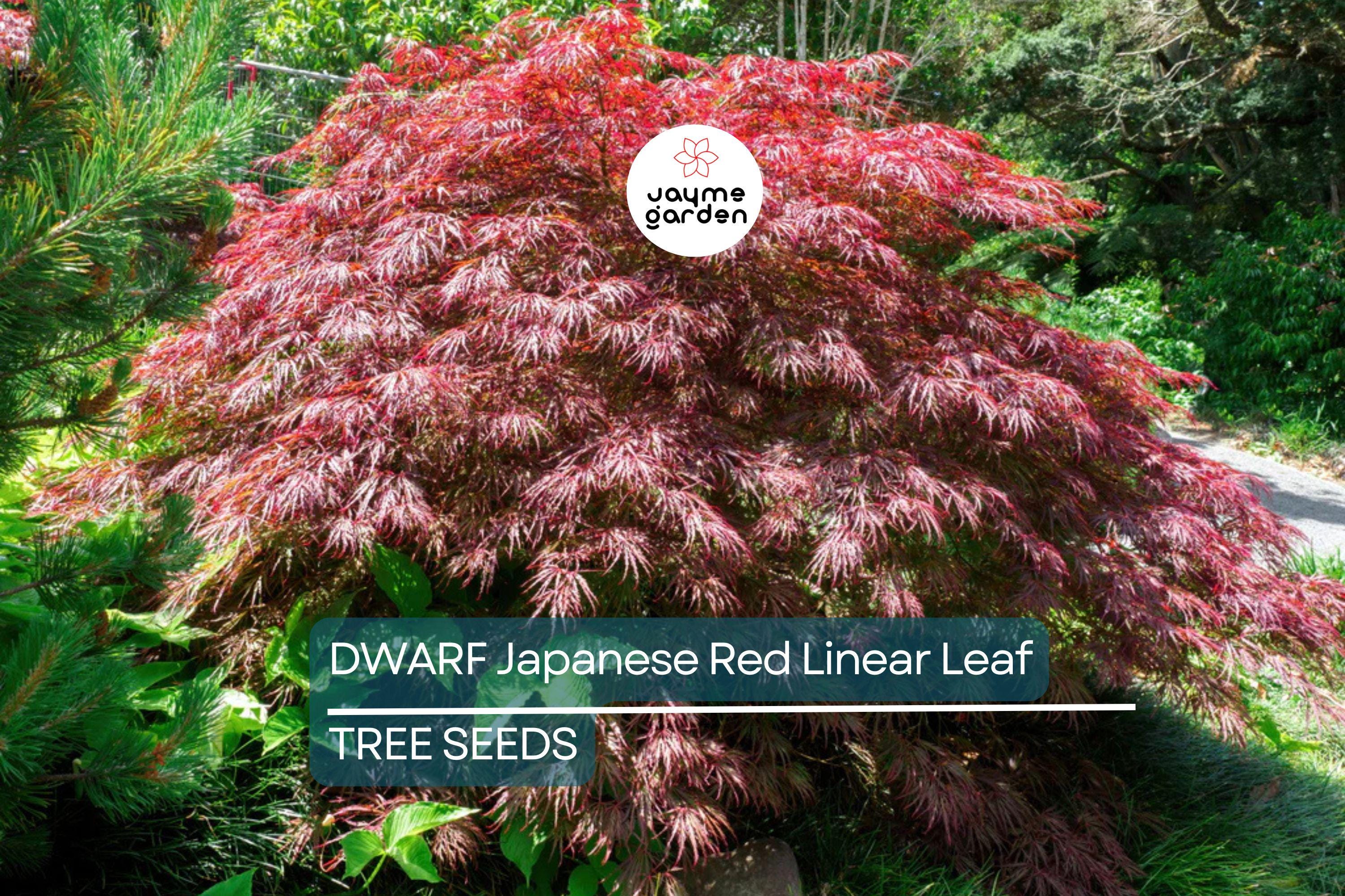 10 Dwarf Japanese Red Linear-Leaf Maple Seeds (Acer Scolopendrifolium) - Bonsai or Patio Tree