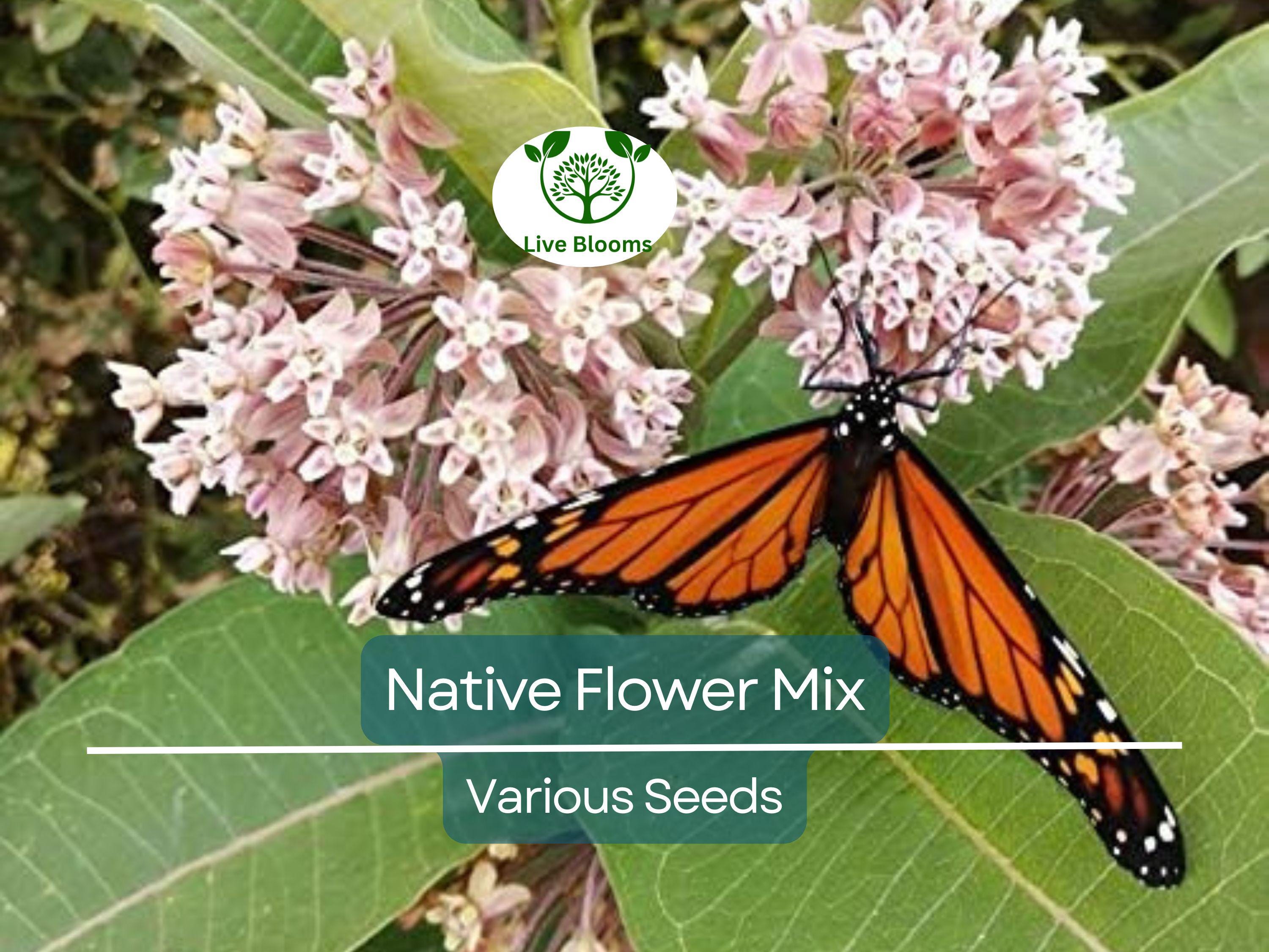 1000 Seeds Native Flower Mix for Monarchs & Milkweed Butterflies, Non-GMO, Includes Asclepias and Wildflowers