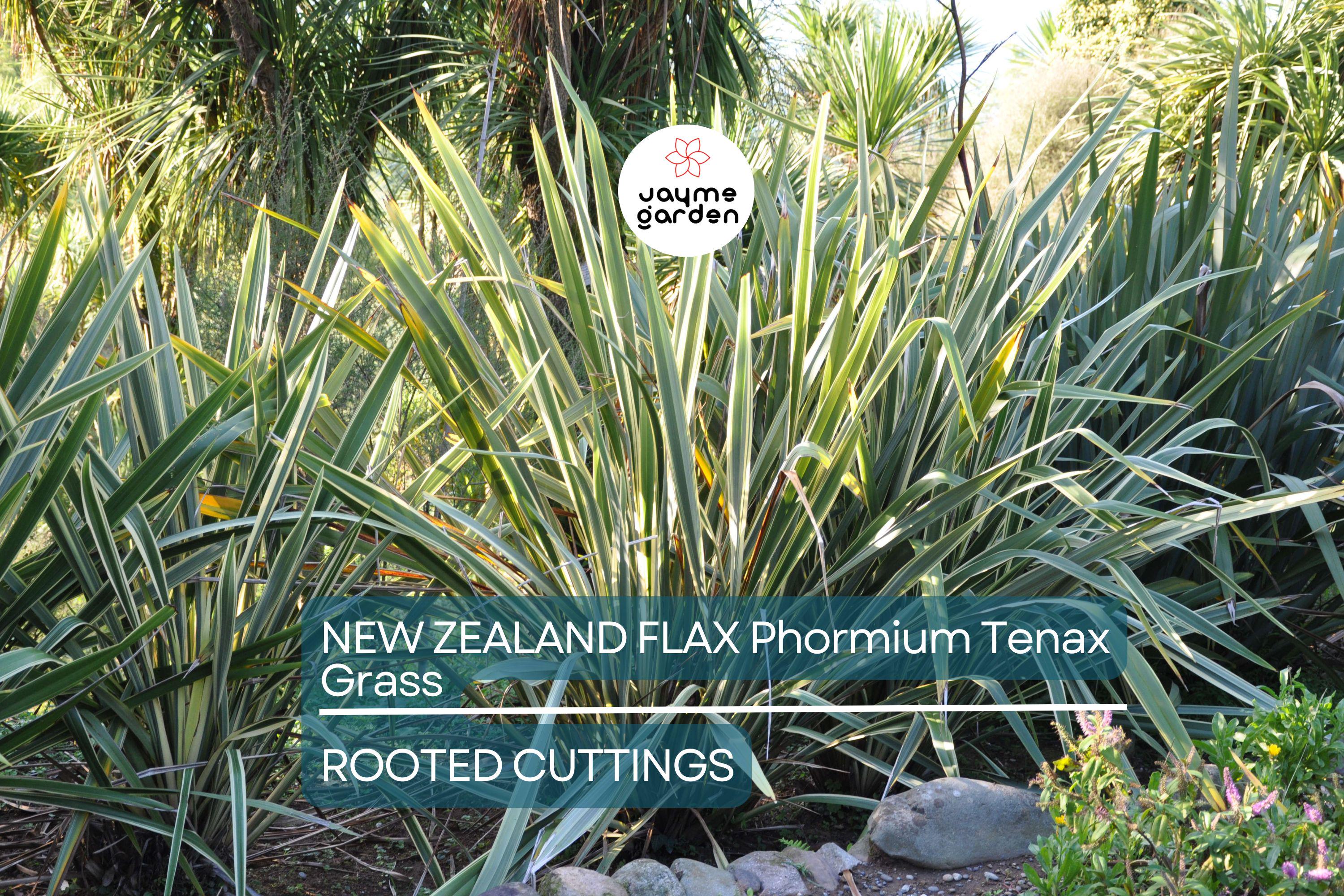 1 Rooted New Zealand Flax Plant - Phormium Tenax - Cold Hardy (10 F), 12" Tall, Potted, Ready to Plant