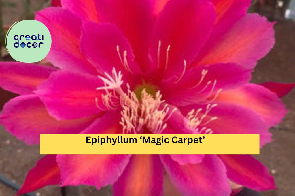 Epiphyllum ‘Magic Carpet’ – Live Orchid Cactus Hybrid, Fully Rooted Starter Pot with Bright Exotic Blooms, Easy Tropical Houseplant