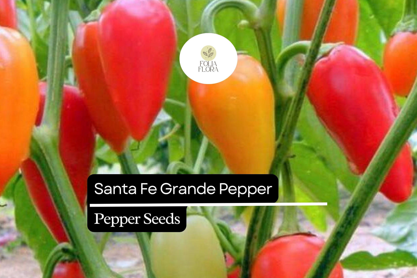 25 Santa Fe Grande Pepper Seeds – Capsicum annuum – Heirloom, Mildly Spicy, High-Yielding, Great for Salsas & Pickling, Non-GMO