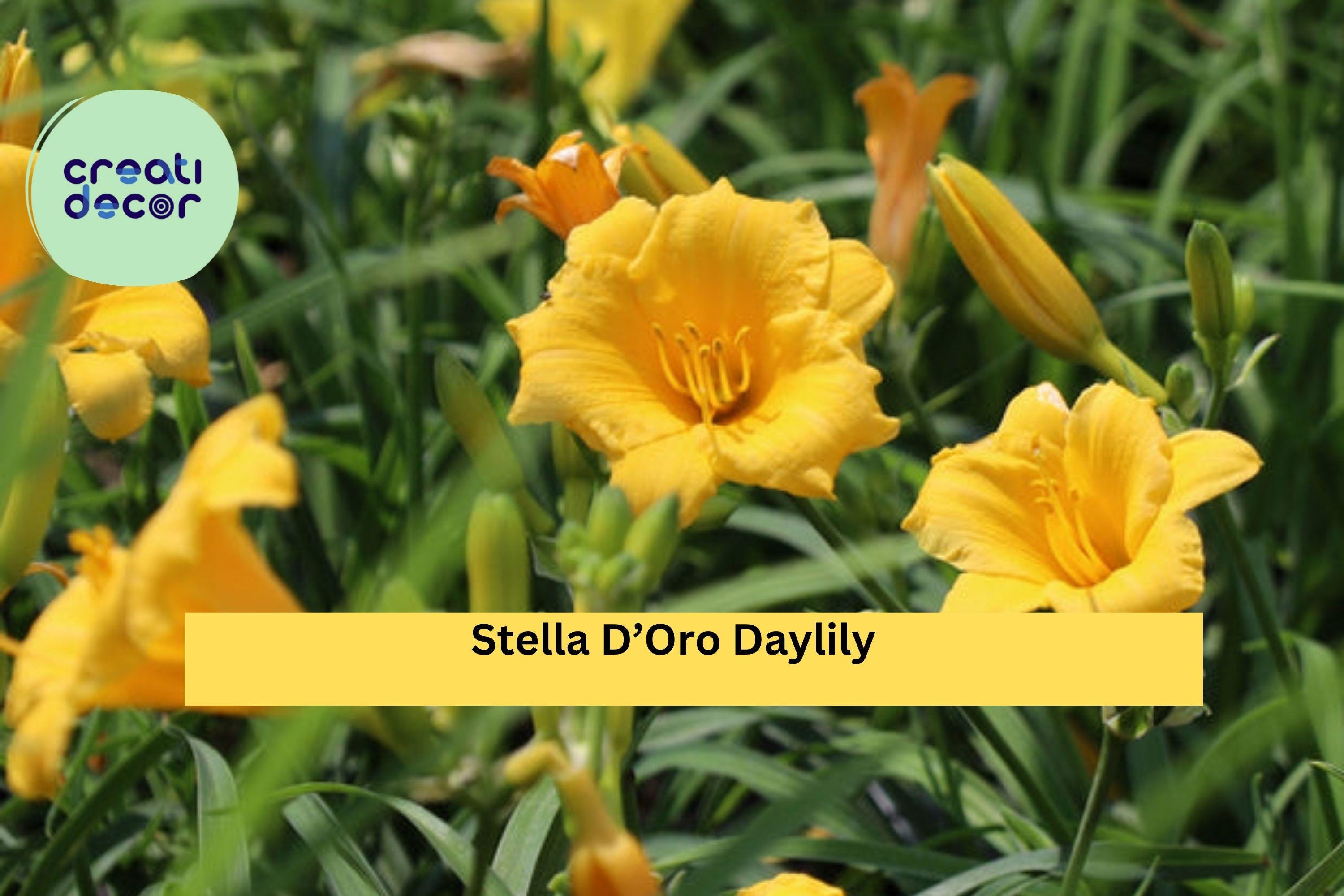 Stella D’Oro Daylily – 30 Bare Root Plants, Yellow Perennial Flowers, Reblooms All Summer, Hardy Low-Maintenance Garden Border Plant