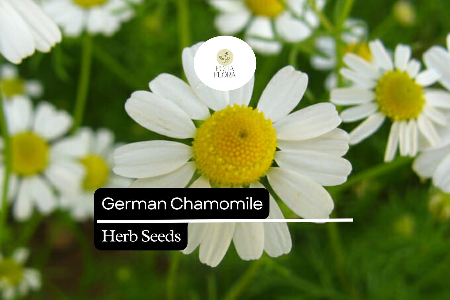 German Chamomile Seeds – 100 Matricaria recutita | Fragrant Daisy-Like Herb Flower for Herb Gardens