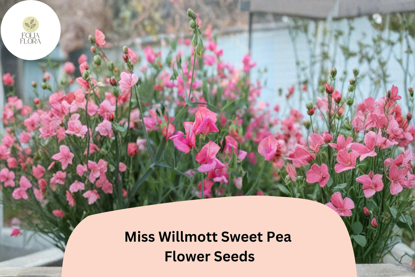 Miss Willmott Sweet Pea Seeds | Lathyrus odoratus Elegant Blooms Garden Planting (50+ Seeds)