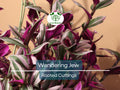 12 Fully Rooted Wandering Jew Cuttings (Tradescantia Zebrina) - Healthy, Guaranteed to Grow, Easy Care Houseplant, Indoor Plant, Fast Growth