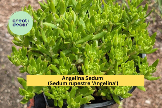 Angelina Sedum Live Plant | Golden Stonecrop Ground Cover | 1 Bare Root Hardy Succulent for Outdoor Garden or Rock Bed