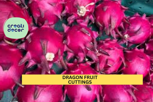 4 Dragon Fruit Cuttings – 8–14” Long Unrooted Stems | Hylocereus Variety for Planting in Pots, Trellises, or Warm Climate Gardens