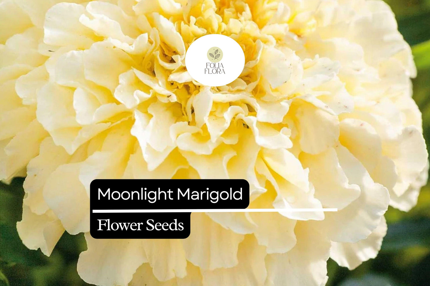 Moonlight Marigold - Tagetes Erecta - Pale Yellow Blooms - Elegant Marigold Variety for Pollinator-Friendly Gardens