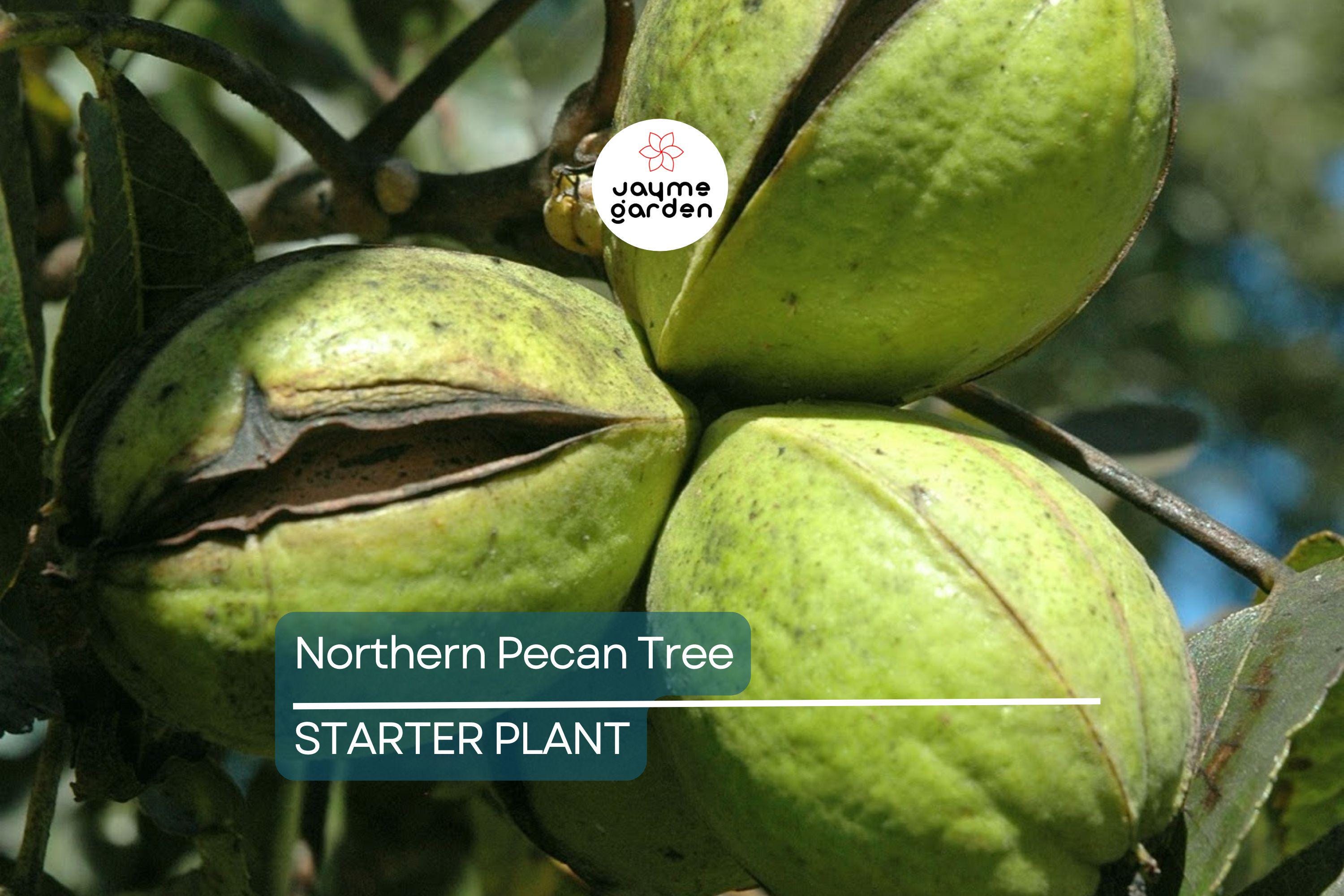 Northern Pecan Trees for Planting | Live Tree Seedlings, 12"-18" Tall |USDA Zones 4-8 | Perfect for Fall Foliage and Winter Gardens
